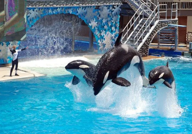 SeaWorld