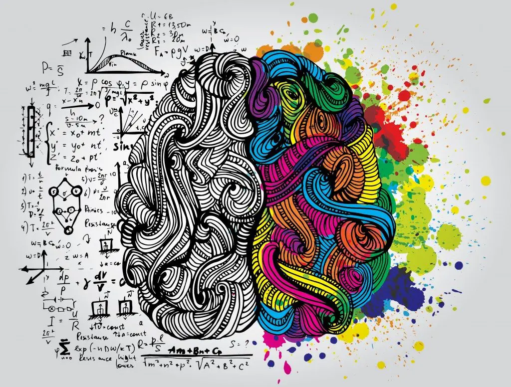 The brain