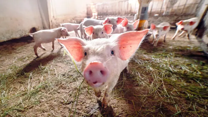 pig co2 harm