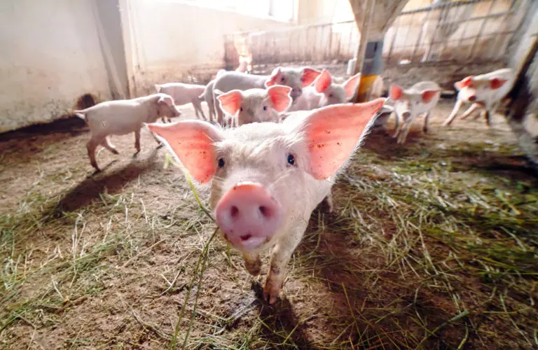 pig co2 harm