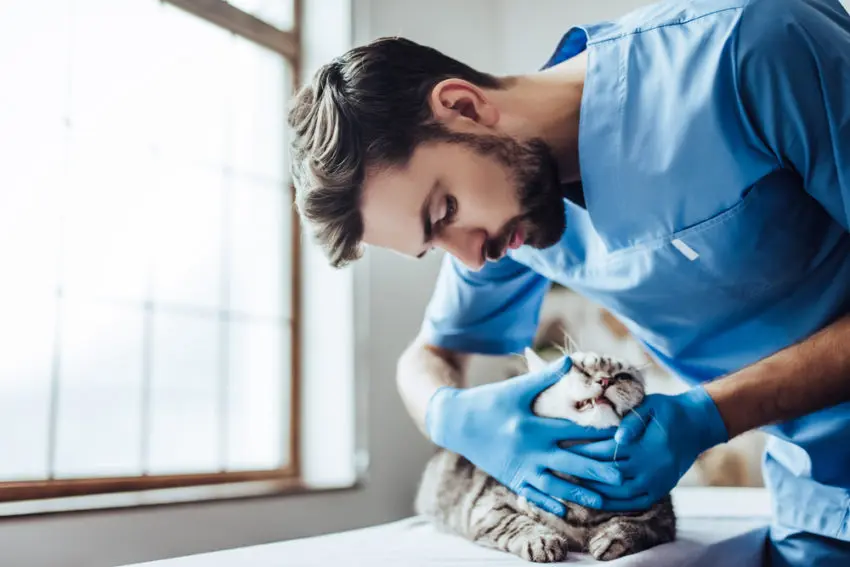 pets at home