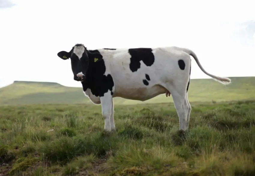 cows