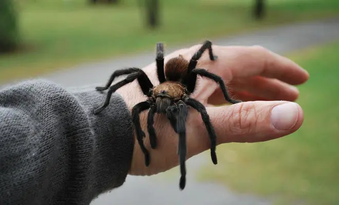 Phobia