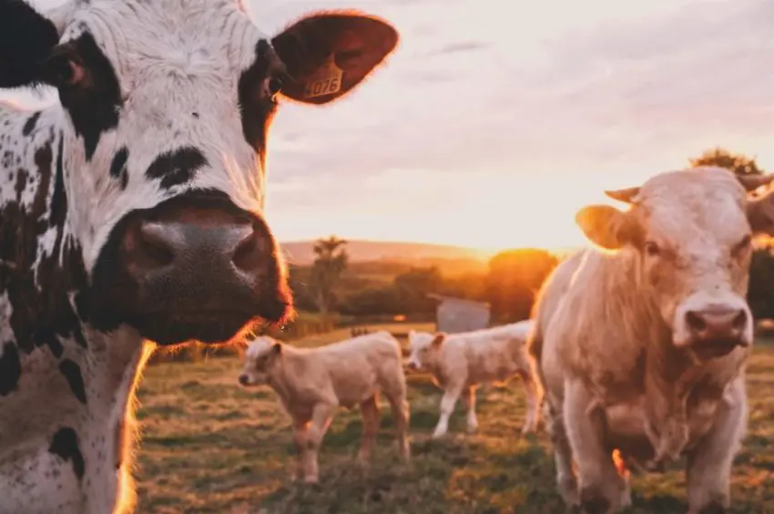 Cattle Farm