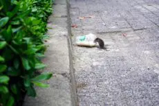 rat