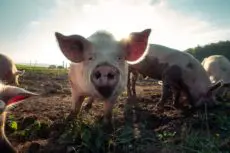 pig farmers