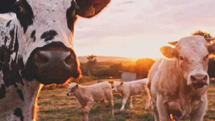 Dairy in Japan