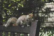 Squirrell