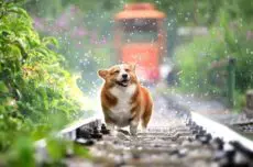 Dogs Exercise