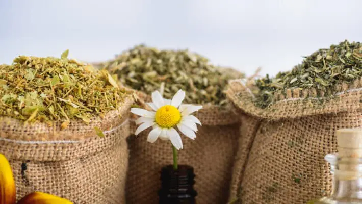 Chamomile