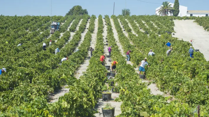 Fruit Pickers
