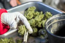 cannabis