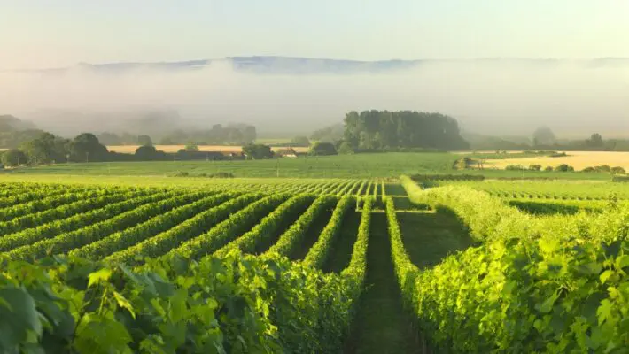 English Vineyards