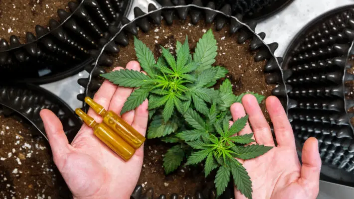 CBD