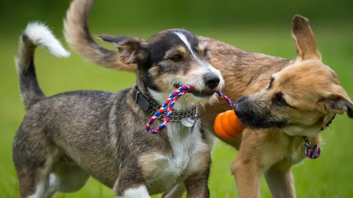 CBD for dogs
