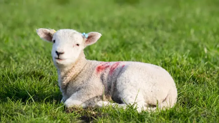 Spring Lamb