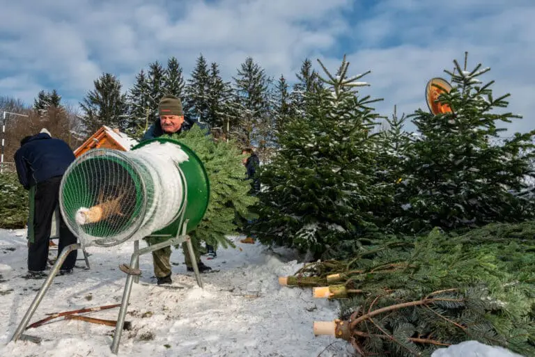 Christmas tree sales