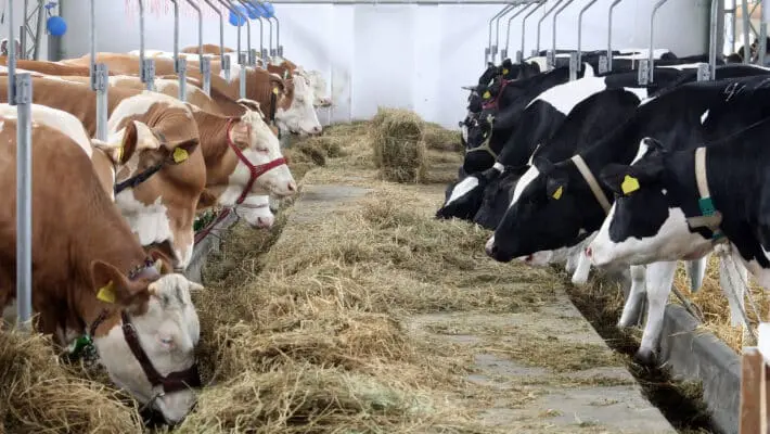 Cows