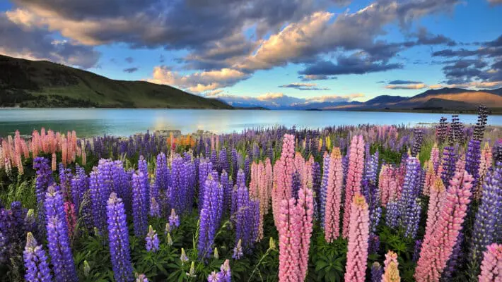 New Zealand