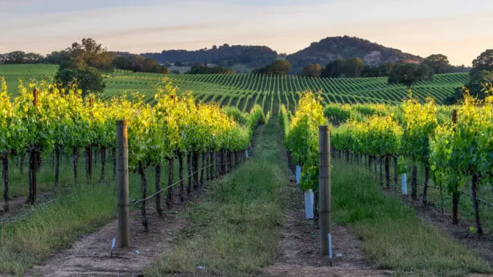 Vineyard
