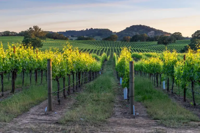 Vineyard
