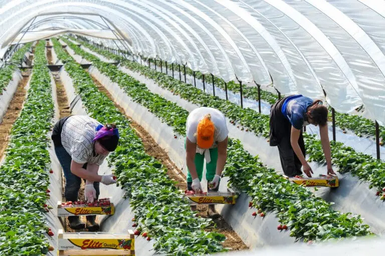 Fruit pickers