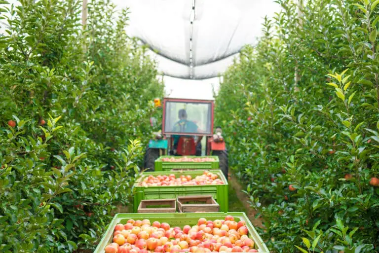 fruit pickers