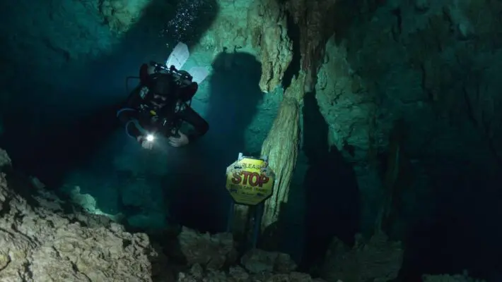 What shark diving taught me
