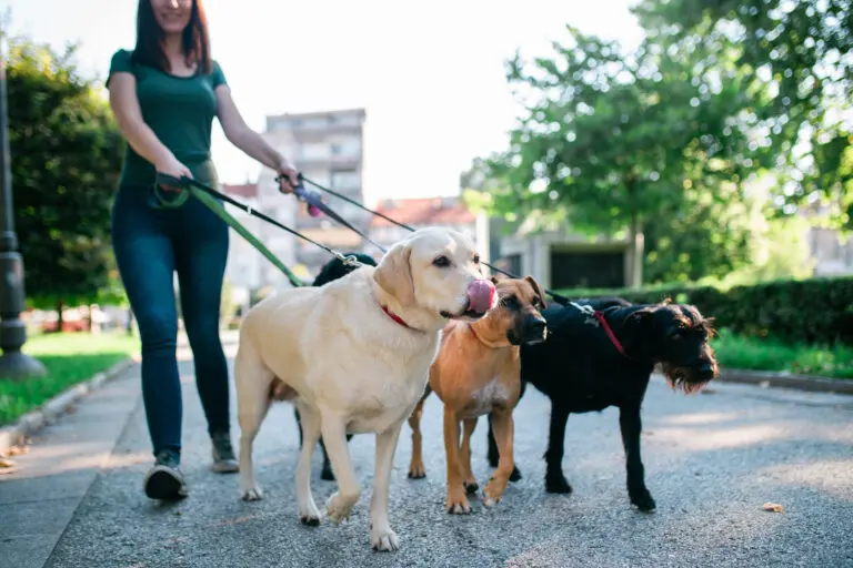 pet sitter