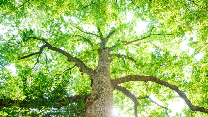 Look,Up,To,A,Big,Tree