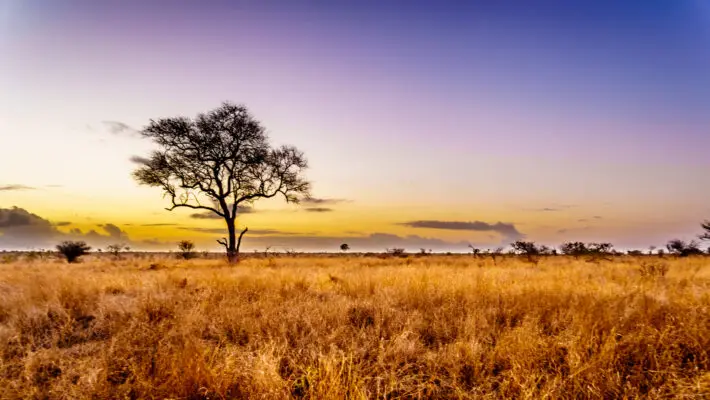 Sunrise,Over,The,Savanna,And,Grass,Fields,In,Central,Kruger