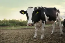 “Cow’s milk without cows” will be in Israeli shops by 2023, after a start-up raised a record $13m (£9.7m) in seed funding from investors to help it make traditional dairy products from microorganisms.
