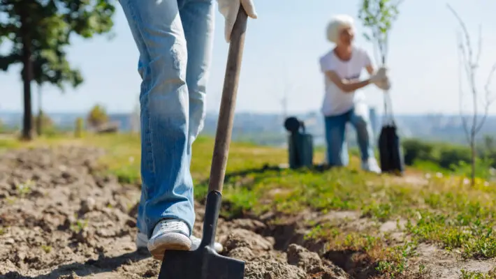Every household in Wales will be offered a free tree to plant - part of a scheme to tackle climate change.