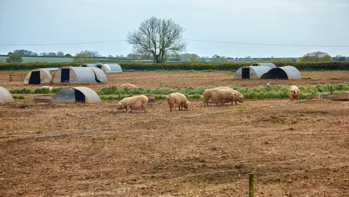 The national pig herd has lost-one tenth of all sows over the last six months, farmers’ associations have revealed, after breeders were forced into a massive cull caused by a shortage of labour in abattoirs.