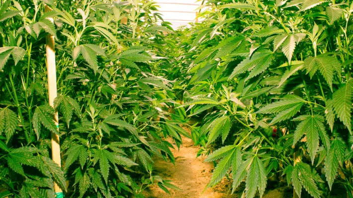 The new owner of a British-based pharmaceuticals company that makes cannabis-based treatments is to invest $100 million in a manufacturing facility in Kent.