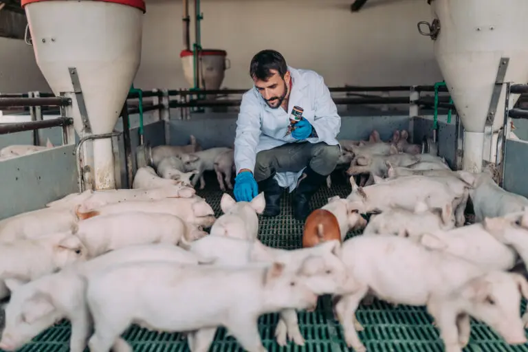 Tesco is to hand pig farmers £6.6m in additional support, taking the total to £10m, after warnings that a slew of producers could go out of business.
