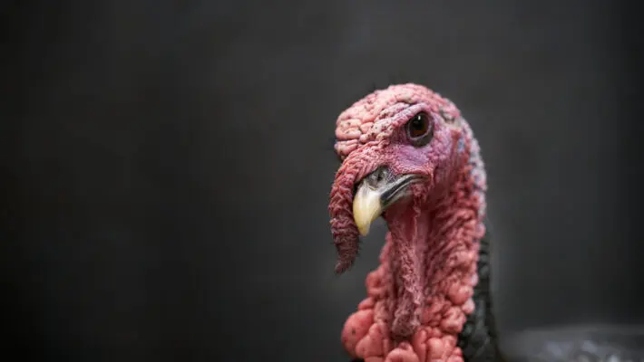 The price of a fresh turkey centrepiece for Christmas dinner has increased by as much as 45% because of shortages caused by the bird flu outbreak, which has wiped out 1.6 million of the birds in the UK.