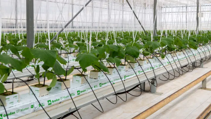 Russia,,Tambov,Region,,Michurinsk,-,July,22,,2020:,Cucumbers,Grown