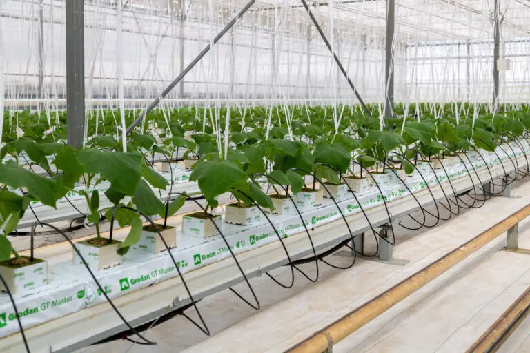 Russia,,Tambov,Region,,Michurinsk,-,July,22,,2020:,Cucumbers,Grown