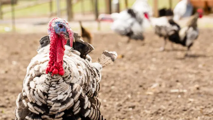 Fears over bird flu and the cost of living crisis could impact free-range turkey sales, farmers have warned, as growing numbers turn to supermarkets for frozen birds this Christmas.