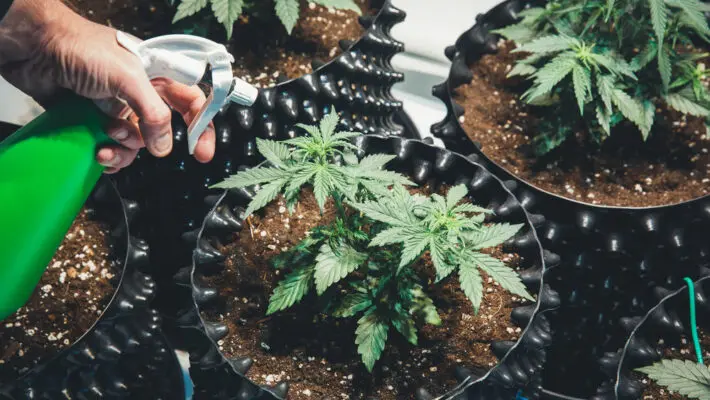 When growing weed, there are so many factors to consider. There’s temperature, moisture, humidity, and light. After the vegetative period, growers have to set a light schedule to help the plant grow and develop flowers. However, this isn’t the same for all types of weed. Autoflowering cannabis seeds produce plants that flower independently after 2-4 weeks of vegetative growth. As a grower, you don’t need to worry about a light schedule because the weed seeds are capable of initiating and maintaining their flowering phase. Some strains depend on a specific period of varying light and darkness. For instance, for them to shift from the vegetative to the flowering stage, they need 12 hours of light and 12 hours of darkness. With auto-flowering weed seeds, you don’t need all of that. This is why they are a rage these days, along with feminised seeds. This article will examine autoflowering seeds, their benefits, and if they’re worth the extra price. How Do Autoflowering Seeds Work? Plants that require light to flower are called photoperiod plants. Not only do they need light, but they can also flower under certain light conditions and during a certain photoperiod. This period is determined by the number of hours they spend in the light and the number of hours they spend in the dark. To flower these plants early and speed their growth, indoor growers tend to put them on a strict 12/12 photoperiod. That is, 12 hours in the light, 12 hours in complete darkness. Growing autoflowering seeds is a different ballgame. Breeders have genetically engineered these strains to be independent of light, ruling out the strict 12/12 light schedule. When the autoflowering plants reach a specific size, it automatically starts to flower. They are ready for harvest in ten weeks, and growers can immediately start another cultivation round, since flowering usually begins a mere two to four weeks after planting. The Benefits of Autoflowering Cannabis Seeds There are so many advantages to enjoy from autoflowering seeds. Aside from the fact that the rigid light schedule is off and harvest time comes quicker, here are some other benefits to watch out for: They are more resistant to temperature fluctuations and cold; It can be grown outdoors and indoors all year round; Crop harvest is timely and reliable; Less hassle and faster growing; The plant sizes are small, so it’s more manageable and encourages air circulation; You enjoy more harvest per season that you do with photoperiod plants; They are discreet to grow since they don’t get very tall; Autoflowering cannabis plants can tolerate all forms of light leaks, be it harsh cuff lights or low room lights; High resistance to changes in weather; They can better withstand pest and disease infestation than other varieties; They can also thrive in different types of soil, and are not overly demanding on nutrients; They offer higher levels of CBD; It is an excellent starter for beginners; It doesn’t cost a lot to grow autoflowering plants; They don’t need to be transported to a growing medium. The Disadvantages of Autoflowering Cannabis Seeds Nothing in life is perfect; we can say the same for autoflowering seeds. Despite their endless advantages, they have a few essential disadvantages: The harvest is often, but yields are small; The strains have lower THC content; Due to genetic engineering, they don’t provide good-quality clones; They proliferate and don’t have time to recover. How to Grow Autoflowering Cannabis Seeds? Although autoflowering plants are resilient, it doesn’t mean a grower should act carelessly with their seeds and pay little attention to it. Like every other plant, growing autoflowering seeds requires effort, attention, and patience. This is the only way to get quality results. As a grower, you want to begin by choosing indoor or outdoor planting; either is fine; it depends on your goals and preferences. You can plant indoors at any time of the year, provided there’s access to enough light for your plants. If you want to plant outdoors, it could be towards spring, when natural light is plentiful. Autoflowering seeds work independently and can provide their nutrients, so as a grower, you don’t have to supply nutrients in the form of fertilizers or manure to their growing medium. Flowers start growing in the first two or four weeks after planting, so there is no time nor need for replanting. Make sure you plant your seeds in a medium with enough space to accommodate them while growing conveniently. Ensure the medium also has enough drainage holes to transport sufficient oxygen. Conclusion Autoflowering seeds are amazing. They give growers a fresh perspective and an added advantage to growing cannabis at home. The cannabis industry is getting bigger, and people are looking for faster and more convenient ways by which growers can get the biggest yields in the shortest time possible. As more people begin to see the potential in autoflowering cannabis seeds, more research will be made, and better strains will be provided. As a new grower, you must try your hands on as many varieties as possible to gain experience and be better at cultivating your weed at home.