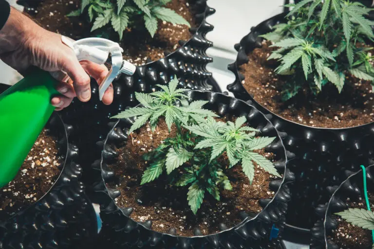 When growing weed, there are so many factors to consider. There’s temperature, moisture, humidity, and light. After the vegetative period, growers have to set a light schedule to help the plant grow and develop flowers. However, this isn’t the same for all types of weed. Autoflowering cannabis seeds produce plants that flower independently after 2-4 weeks of vegetative growth. As a grower, you don’t need to worry about a light schedule because the weed seeds are capable of initiating and maintaining their flowering phase. Some strains depend on a specific period of varying light and darkness. For instance, for them to shift from the vegetative to the flowering stage, they need 12 hours of light and 12 hours of darkness. With auto-flowering weed seeds, you don’t need all of that. This is why they are a rage these days, along with feminised seeds. This article will examine autoflowering seeds, their benefits, and if they’re worth the extra price. How Do Autoflowering Seeds Work? Plants that require light to flower are called photoperiod plants. Not only do they need light, but they can also flower under certain light conditions and during a certain photoperiod. This period is determined by the number of hours they spend in the light and the number of hours they spend in the dark. To flower these plants early and speed their growth, indoor growers tend to put them on a strict 12/12 photoperiod. That is, 12 hours in the light, 12 hours in complete darkness. Growing autoflowering seeds is a different ballgame. Breeders have genetically engineered these strains to be independent of light, ruling out the strict 12/12 light schedule. When the autoflowering plants reach a specific size, it automatically starts to flower. They are ready for harvest in ten weeks, and growers can immediately start another cultivation round, since flowering usually begins a mere two to four weeks after planting. The Benefits of Autoflowering Cannabis Seeds There are so many advantages to enjoy from autoflowering seeds. Aside from the fact that the rigid light schedule is off and harvest time comes quicker, here are some other benefits to watch out for: They are more resistant to temperature fluctuations and cold; It can be grown outdoors and indoors all year round; Crop harvest is timely and reliable; Less hassle and faster growing; The plant sizes are small, so it’s more manageable and encourages air circulation; You enjoy more harvest per season that you do with photoperiod plants; They are discreet to grow since they don’t get very tall; Autoflowering cannabis plants can tolerate all forms of light leaks, be it harsh cuff lights or low room lights; High resistance to changes in weather; They can better withstand pest and disease infestation than other varieties; They can also thrive in different types of soil, and are not overly demanding on nutrients; They offer higher levels of CBD; It is an excellent starter for beginners; It doesn’t cost a lot to grow autoflowering plants; They don’t need to be transported to a growing medium. The Disadvantages of Autoflowering Cannabis Seeds Nothing in life is perfect; we can say the same for autoflowering seeds. Despite their endless advantages, they have a few essential disadvantages: The harvest is often, but yields are small; The strains have lower THC content; Due to genetic engineering, they don’t provide good-quality clones; They proliferate and don’t have time to recover. How to Grow Autoflowering Cannabis Seeds? Although autoflowering plants are resilient, it doesn’t mean a grower should act carelessly with their seeds and pay little attention to it. Like every other plant, growing autoflowering seeds requires effort, attention, and patience. This is the only way to get quality results. As a grower, you want to begin by choosing indoor or outdoor planting; either is fine; it depends on your goals and preferences. You can plant indoors at any time of the year, provided there’s access to enough light for your plants. If you want to plant outdoors, it could be towards spring, when natural light is plentiful. Autoflowering seeds work independently and can provide their nutrients, so as a grower, you don’t have to supply nutrients in the form of fertilizers or manure to their growing medium. Flowers start growing in the first two or four weeks after planting, so there is no time nor need for replanting. Make sure you plant your seeds in a medium with enough space to accommodate them while growing conveniently. Ensure the medium also has enough drainage holes to transport sufficient oxygen. Conclusion Autoflowering seeds are amazing. They give growers a fresh perspective and an added advantage to growing cannabis at home. The cannabis industry is getting bigger, and people are looking for faster and more convenient ways by which growers can get the biggest yields in the shortest time possible. As more people begin to see the potential in autoflowering cannabis seeds, more research will be made, and better strains will be provided. As a new grower, you must try your hands on as many varieties as possible to gain experience and be better at cultivating your weed at home.