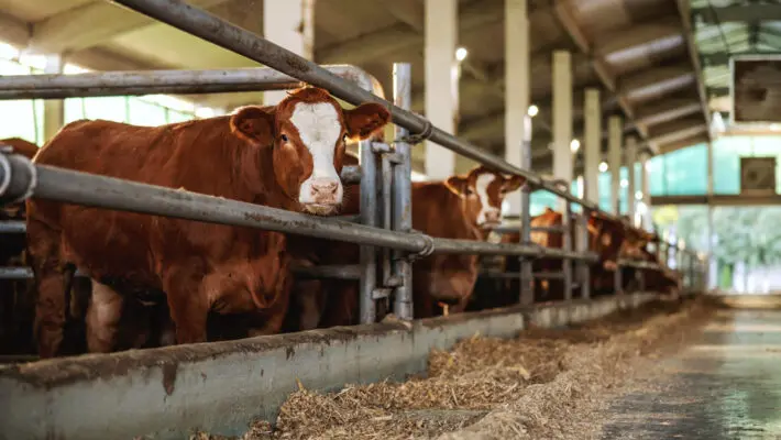 Mexican beef could hit UK supermarket shelves as the farming minister confirmed that the high-carbon meat could be imported under a new trade deal.