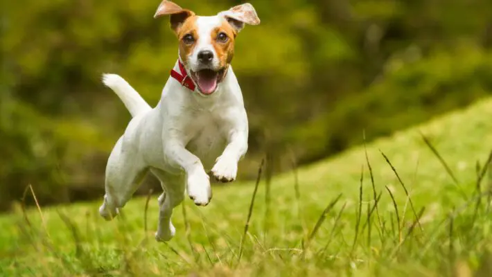Jack,Russel,Parson,Dog,Run,Toward,The,Camera,Low,Angle