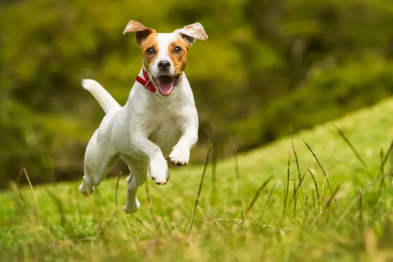 Jack,Russel,Parson,Dog,Run,Toward,The,Camera,Low,Angle