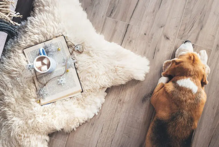 Beagle,Lies,On,The,Laminat,Floor,Near,The,Sheepskin,Carpet