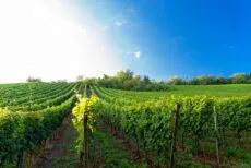 The recent rainfall in July may have been unwelcome to some, but it has come at the perfect time for wine producers in England.