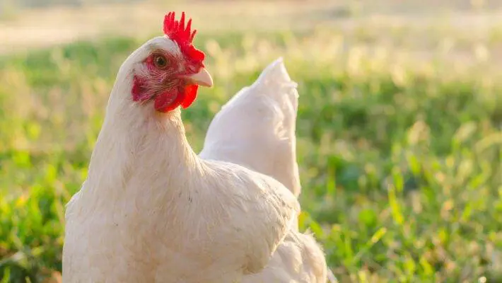 In the charming realm of backyard poultry-keeping, the concept of a "walk-in chicken coop" stands as a testament to the evolving nature of our relationship with our feathered friends.