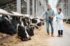 The US is pushing for Britain to open up its agricultural markets to US traders as part of a new economic agreement that would fall just short of a free trade agreement.