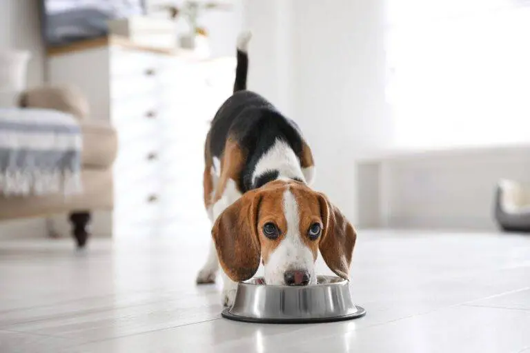 When you own a dog and want to keep him healthy and happy, the food you provide will have a huge impact. What many dog owners don’t realize is that you have to change their food at some point in their life.